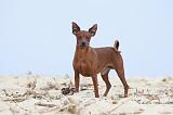 PINSCHER NAIN 029